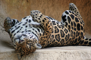 Activités autour du domaine - Zoo de la Palmyre Activités autour du domaine - Zoo de la Palmyre